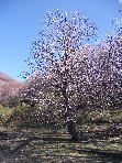 qua Rocca20100328 006